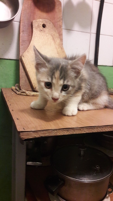 Кошечки СРОЧНО нуждаются в ДОМЕ!
