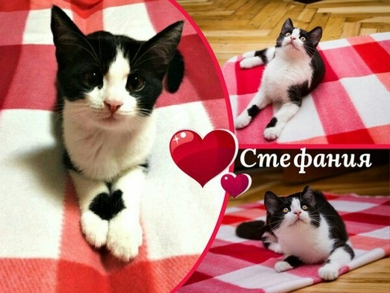 Котёнок