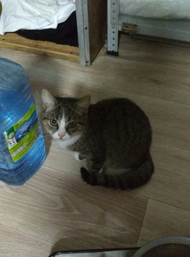 Девочка Сима ищет дом!!!, фото 3
