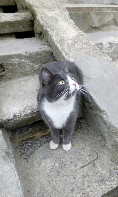 Замечательный котик ищет добрые ручки.