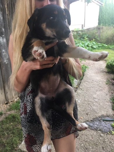Отдам щенков в добрые руки!!!