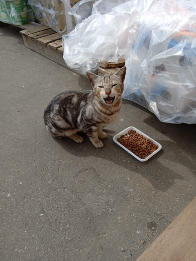 Кошечка ищет дом или старого хозяина