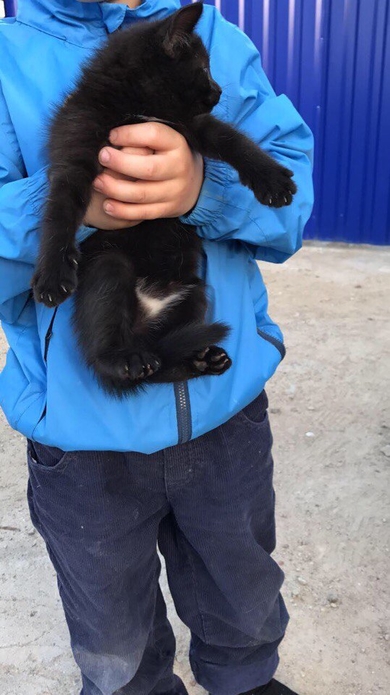 Маленький котёнок ищет дом.