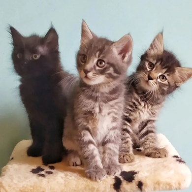 Три прекрасных которебенка в поисках любящей семьи!