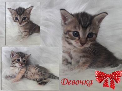 Прекрасные крохотульки ищут свой родной дом., фото 2