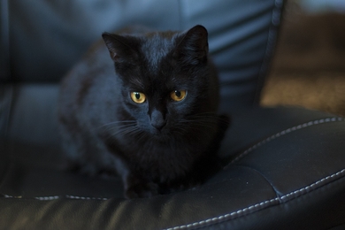 Красивый котенок в дар