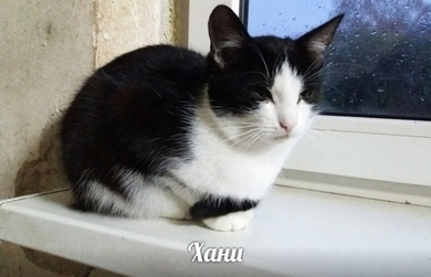 Миниатюрная кошечка Хани ищет дом!