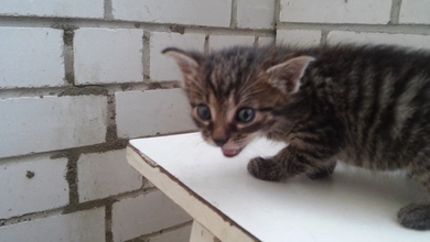 Котёнок в добрые руки!