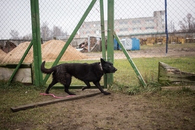 Альта в добрые руки