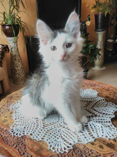 Шикарный серо белый котёнок ищет дом 