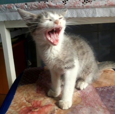 Красивый котёнок ищет дом!, фото 2