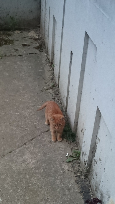 Маленький котёнок ищет дом со своей молодой мамой., фото 2