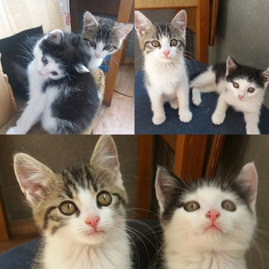 Котятам нужна передержка или дом