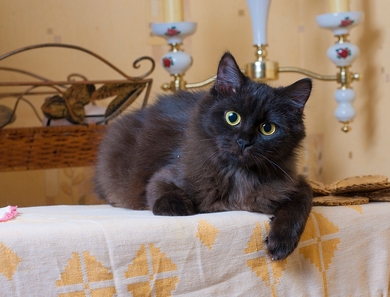 Кошка Мишель, возраст 4 месяца.