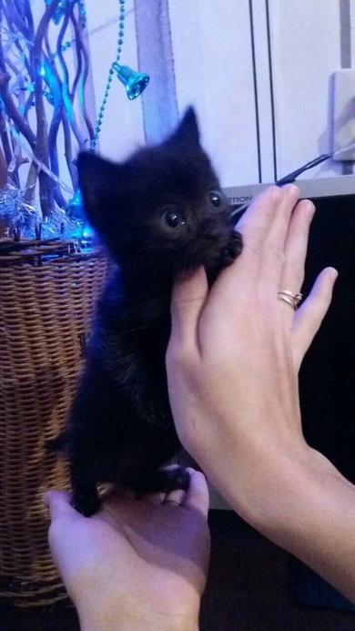 Трое котят ищут своих хозяев.