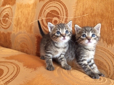Саховские малыши ищут дом., фото 4