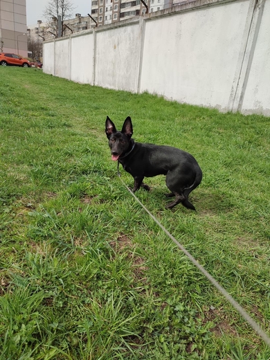 Пропала собака