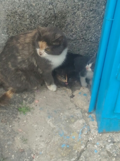 Кошка с котятами ищет передержку или дом