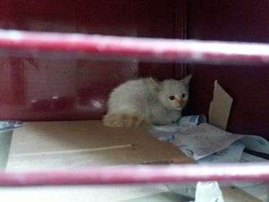 СРОЧНО!!! Новый котёнок в САХЕ!!!