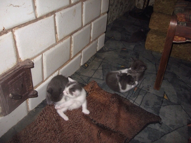 Красивые котята в ответственные руки., фото 3