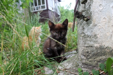 Котенок Жасмин в хорошие руки, фото 3