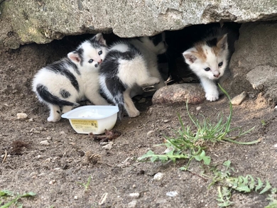 Маленькие котята в дар