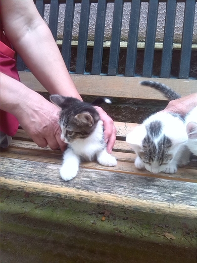 ОЧЕНЬ СРОЧНО котятам нужен дом!, фото 2