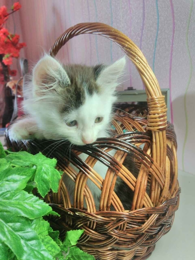 Шикарный серо белый котёнок ищет дом , фото 3
