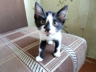 Обворожительные котята ищут себе родителей.