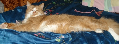 Ярко-рыжий кот Голубева
