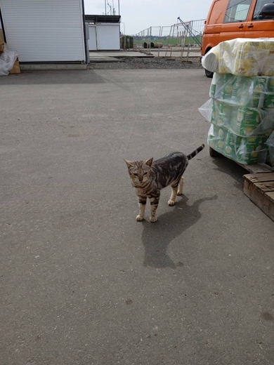 Кошечка ищет дом или старого хозяина, фото 2