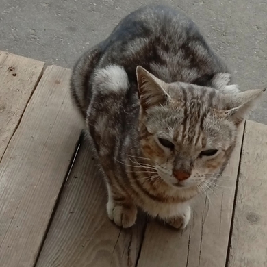 Кошечка ищет дом или старого хозяина, фото 3