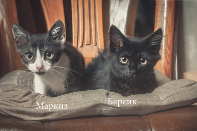 В дар , в добрые руки котята - мальчики.