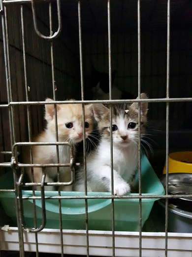 Красивые котята мальчики в дар
