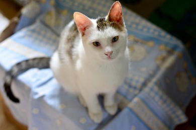 Особенный котик Вальс для особенного человека!