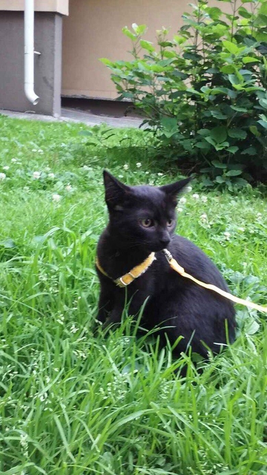 Котёнок чёрного окраса с коричневым оттенком., фото 3