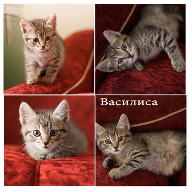 В дар котёнок девочка.