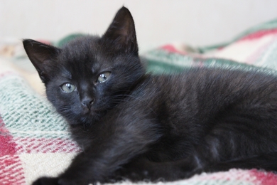 Черный котенок в добрые руки, фото 3