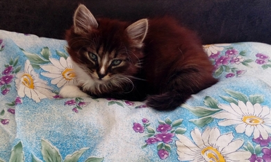 Котёнок в добрые руки!