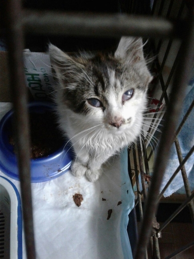 Котеночек из парка Жилибера оказался в САХЕ!, фото 3