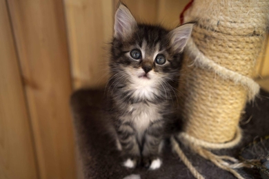 Ищут самых лучших мам и пап три чудесных котомальчика и котодевочка., фото 4