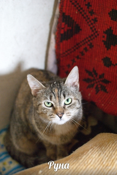 Кошечка Руна ищет дом, фото 2