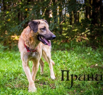 Настоящий Принц ищет дом,!!!, фото 3