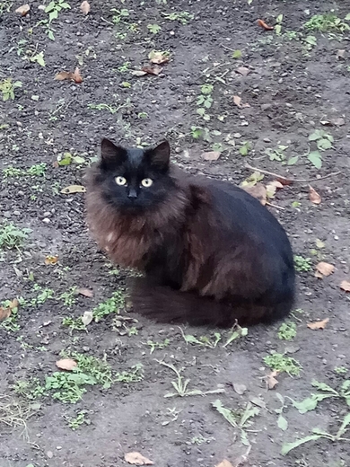 Очень красивые котята в дар, фото 2