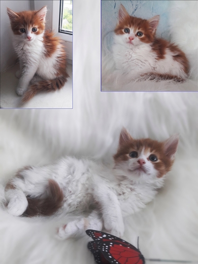 Очаровашки 2 месяца  и мамочка кошка.