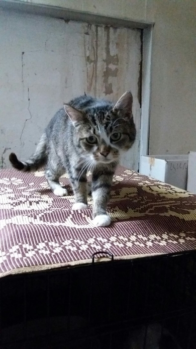 Момо СРОЧНО нужна передержка или сразу новый ДОМ!!!, фото 4