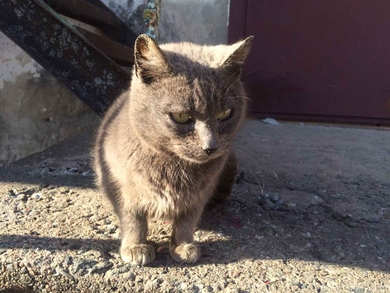 Кошечка голубых кровей ищет любящую семью., фото 3