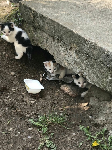 Маленькие котята в дар, фото 2