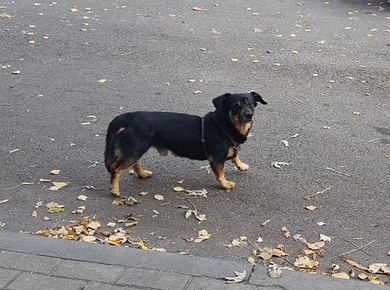В районе улицы БЕЛЬСКОГО замечена маленькая черная собака, явно домашняя, фото 3