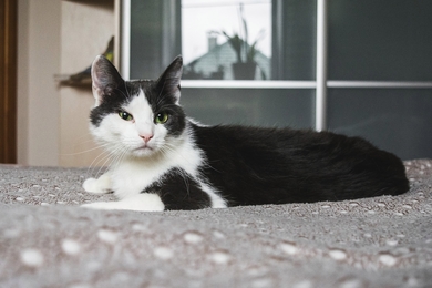 Кошка Нюша ищет дом!, фото 2